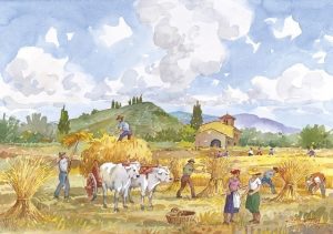 11 Vita Rurale - La mietitura del grano